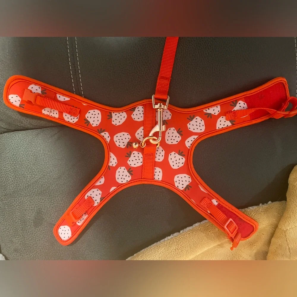 Kitten Harness